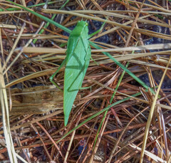 Microcentrum rhombifolium