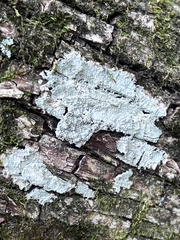 Cryptothecia striata