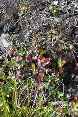 Potentilla gelida