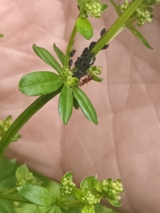 Aphis fabae