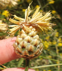 Centaurea orientalis