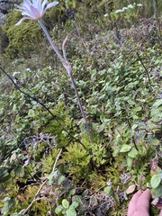 Knowltonia tenuifolia