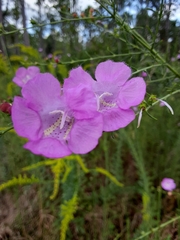 Agalinis fasciculata
