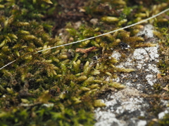 Scleropodium cespitans