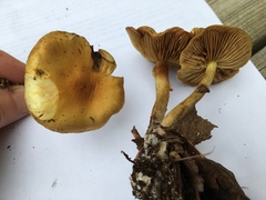 Pholiota spumosa