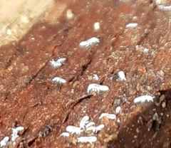 Onychiurinae