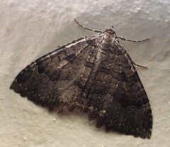 Triphosa