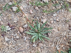 Oenothera stricta