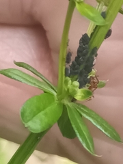 Aphis fabae