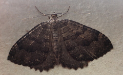 Triphosa