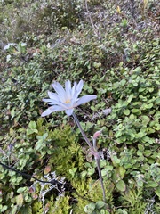 Knowltonia tenuifolia