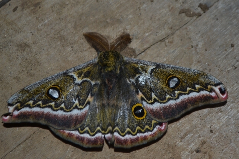 Copaxa medea