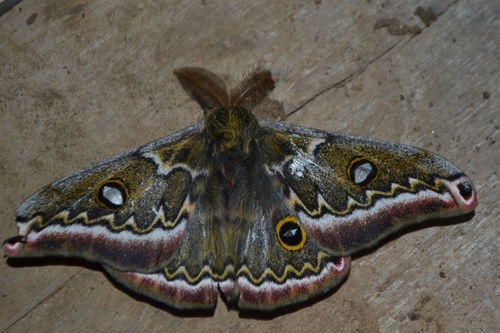 Copaxa medea