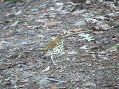 Hylocichla mustelina