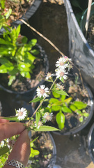 Symphyotrichum lateriflorum
