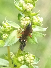 Pimpla rufipes