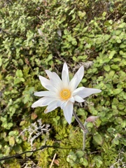 Knowltonia tenuifolia
