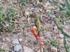 Oenothera stricta