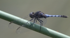 Erythrodiplax cleopatra