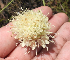 Cephalaria uralensis