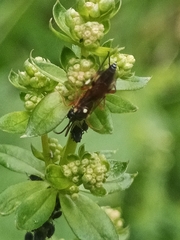 Pimpla rufipes