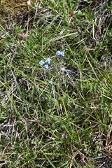 Myosotis asiatica
