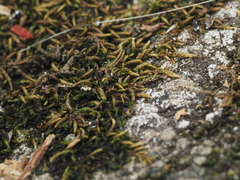 Scleropodium cespitans