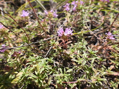 Thymus calcareus