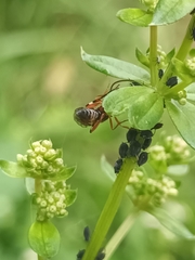 Pimpla rufipes