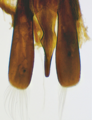 Gyrinus picipes