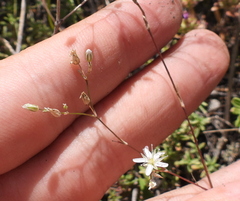 Minuartia setacea
