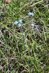 Myosotis asiatica