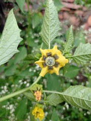 Physalis philadelphica