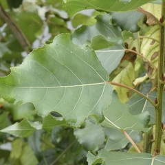 Populus × canadensis