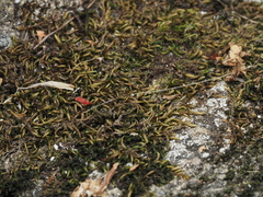 Scleropodium cespitans