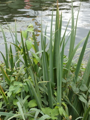 Populus × canadensis