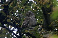 Strix uralensis