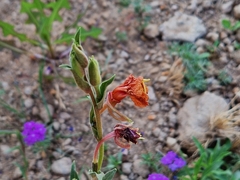 Oenothera stricta