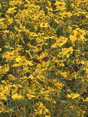 Helianthus porteri