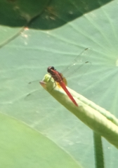 Rhodothemis rufa