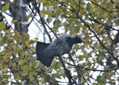 Corvus cornix