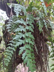 Asplenium praemorsum