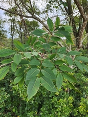 Toxicodendron vernix