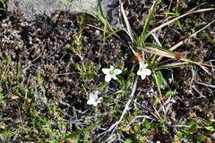 Pseudocherleria macrocarpa