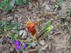 Oenothera stricta