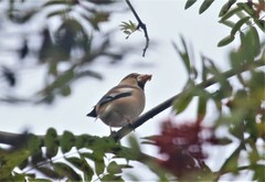 Coccothraustes coccothraustes