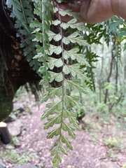 Asplenium praemorsum