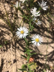 Symphyotrichum pilosum
