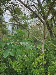 Toxicodendron vernix