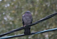 Columba livia